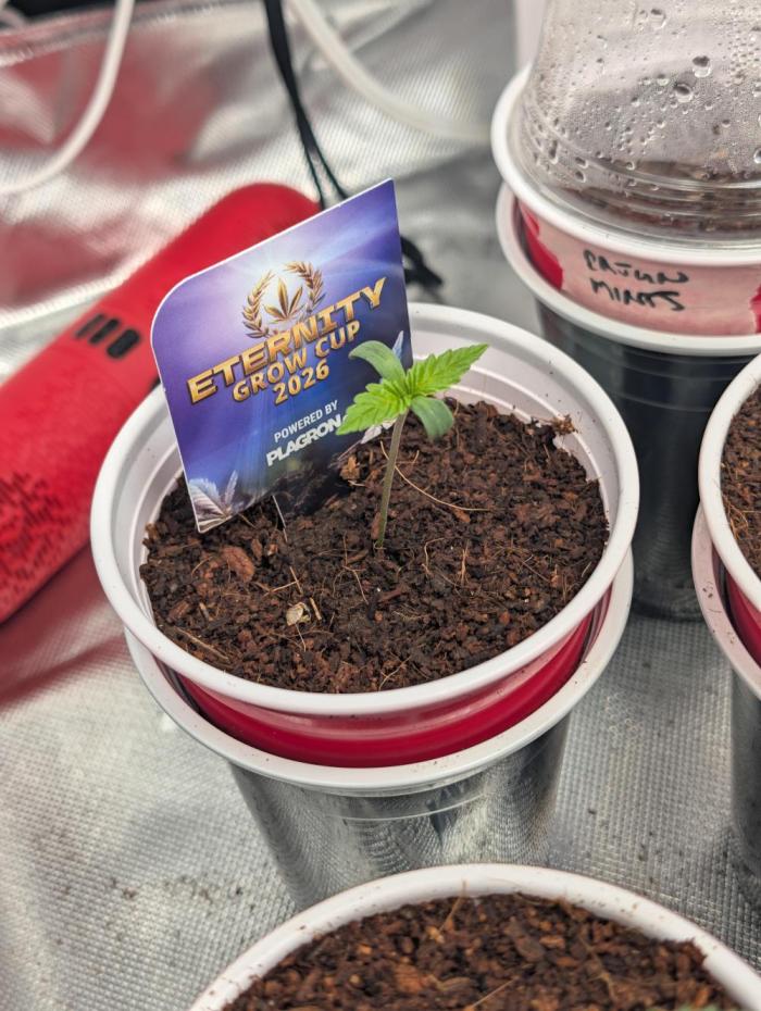 Eternity grow cup 2026. Week 1