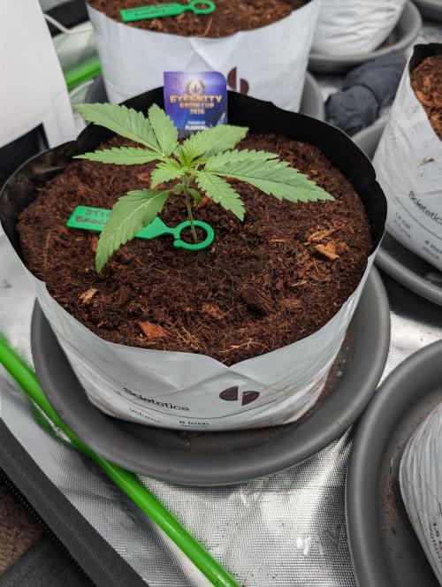 Eternity grow cup 2026. Week 2