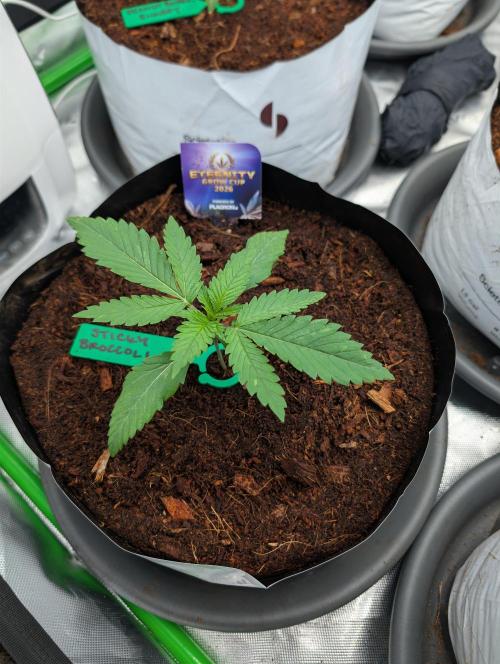 Eternity grow cup 2026. Week 2