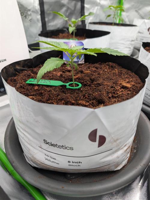 Eternity grow cup 2026. Week 2