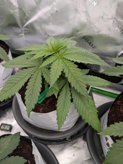 Eternity grow cup 2026. Week 3