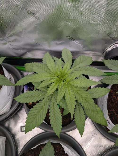 Eternity grow cup 2026. Week 3