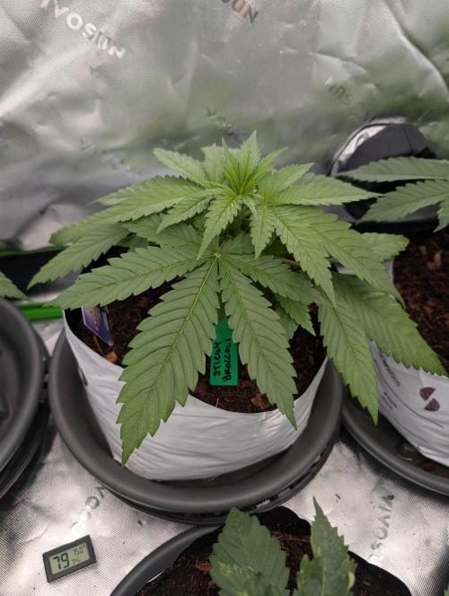 Eternity grow cup 2026. Week 3