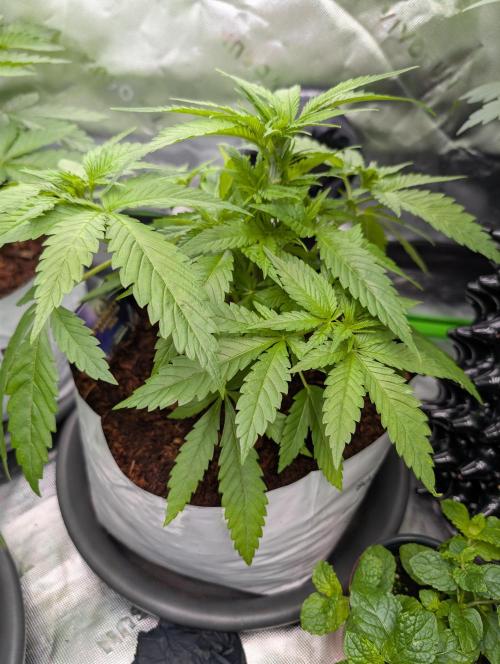 Eternity grow cup 2026. Week 4