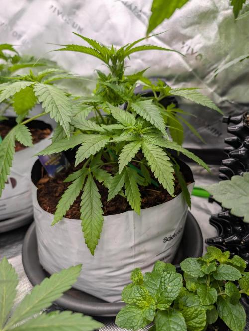 Eternity grow cup 2026. Week 4