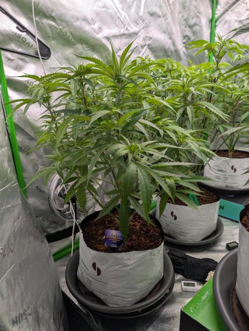 Eternity grow cup 2026. Week 7