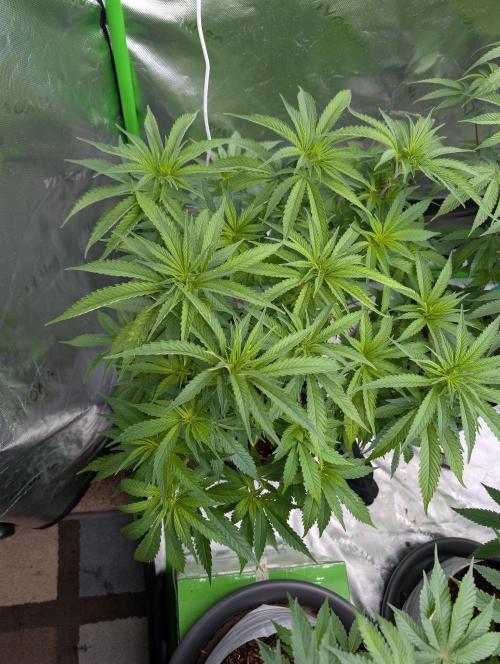 Eternity grow cup 2026. Week 7