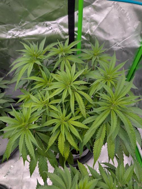 Eternity grow cup 2026. Week 5