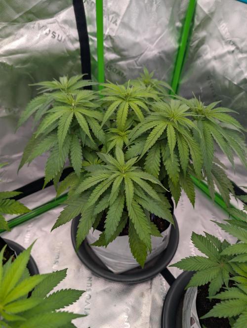 Eternity grow cup 2026. Week 5