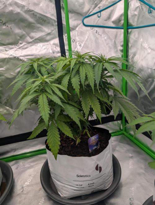 Eternity grow cup 2026. Week 5
