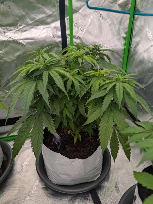 Eternity grow cup 2026. Week 5