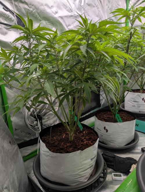 Eternity grow cup 2026. Week 8