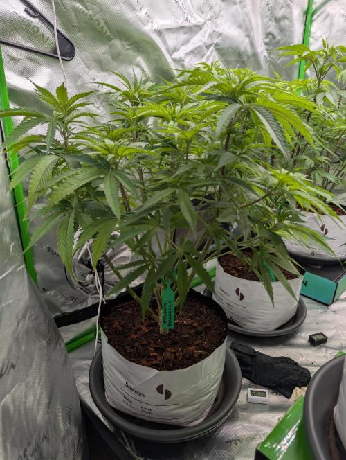 Eternity grow cup 2026. Week 8