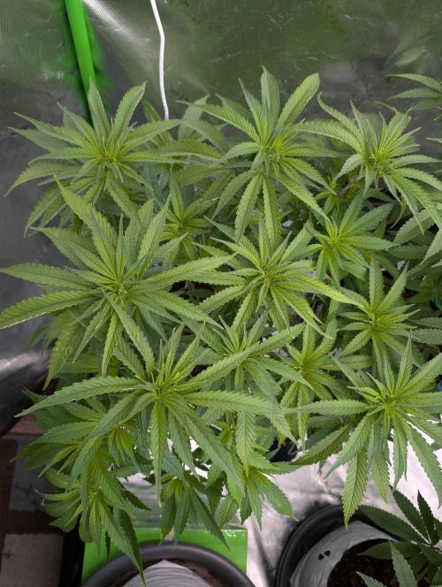 Eternity grow cup 2026. Week 8