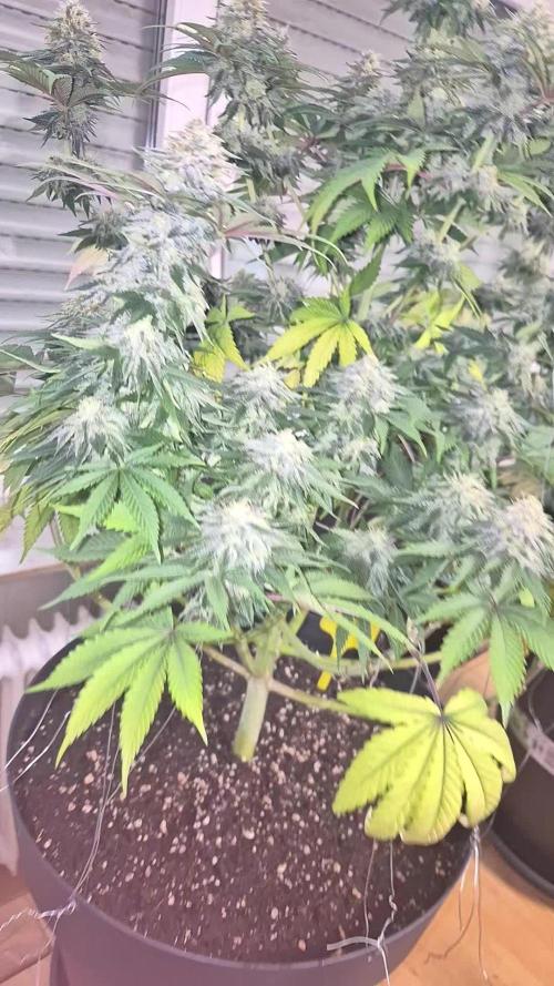 Zkittelicious from Cityseedsbank