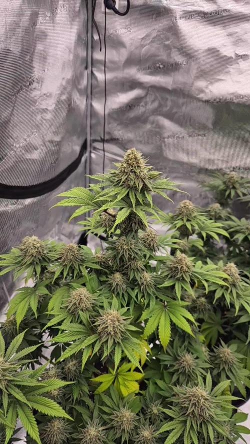 Zkittelicious from Cityseedsbank