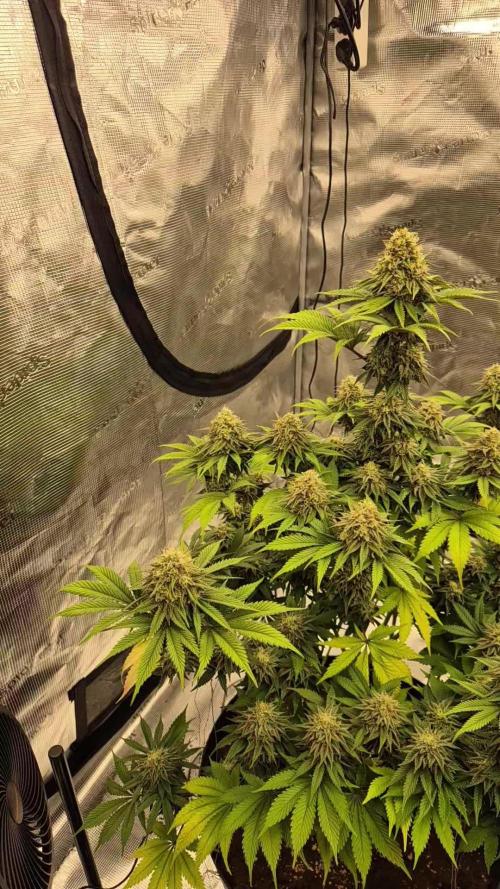 Zkittelicious from Cityseedsbank