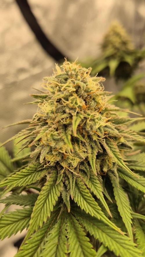 Zkittelicious from Cityseedsbank