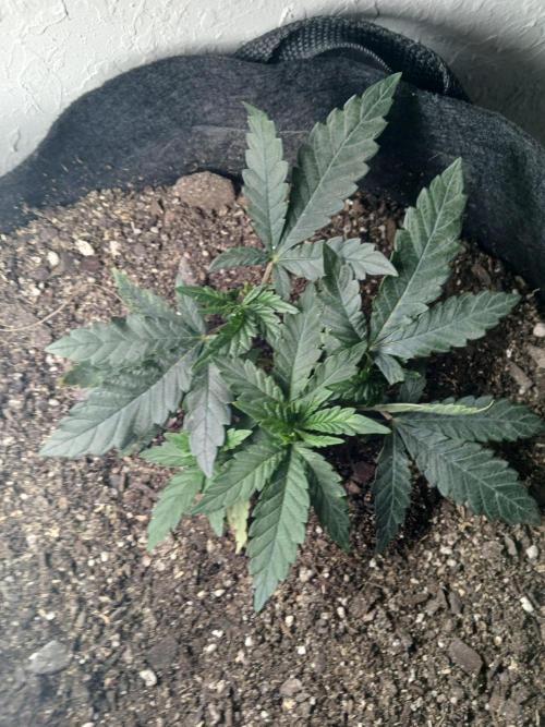 Purple Queen_RSC. Week 4 - Topped twice with lots of LST.