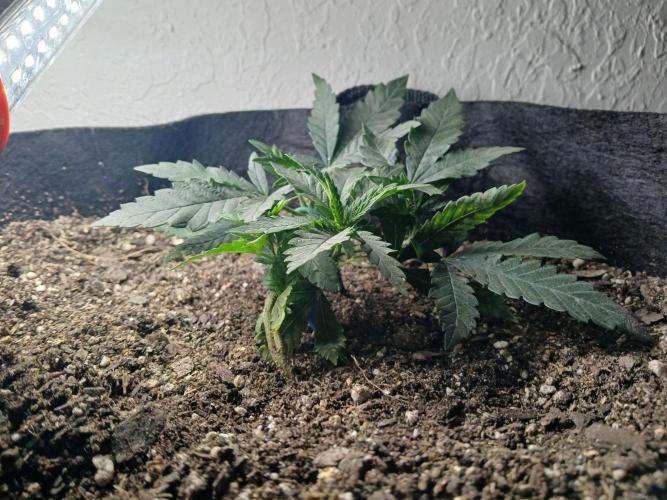 Purple Queen_RSC. Week 4 - Shes an indica but i have tied her down so i dont expect much height feom her 
