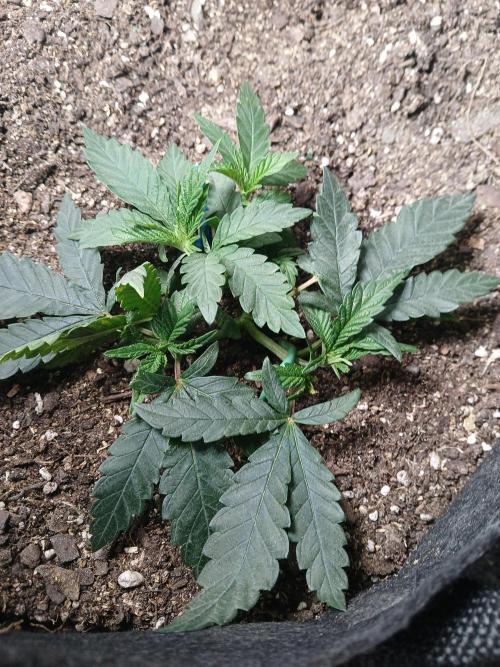 Purple Queen. Week 4