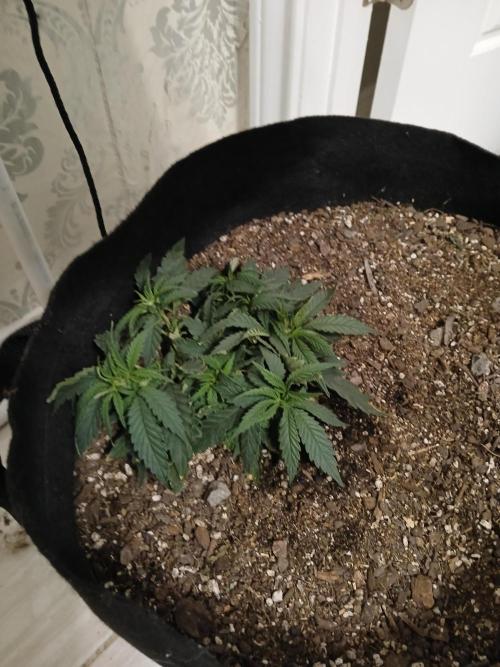 Purple Queen_RSC. Week 5 - She's coming in strong. 