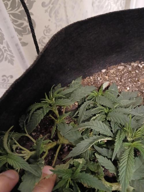 Purple Queen_RSC. Week 5 - I topped her twice but she had a really strong side branch so i topped that too