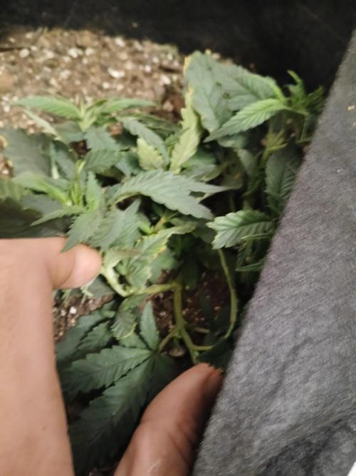 Purple Queen_RSC. Week 5 - Gave her some intense love/stress early on thats gonna give her plenty of room