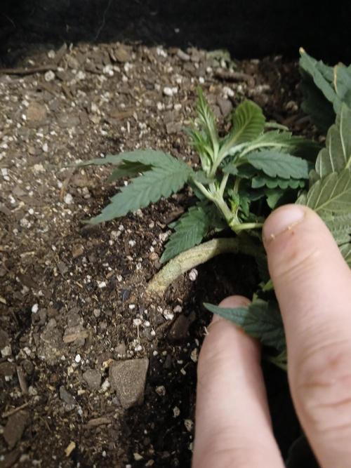 Purple Queen_RSC. Week 5 - Ive literally got it flat, topped twice plus a side branch topped as well.