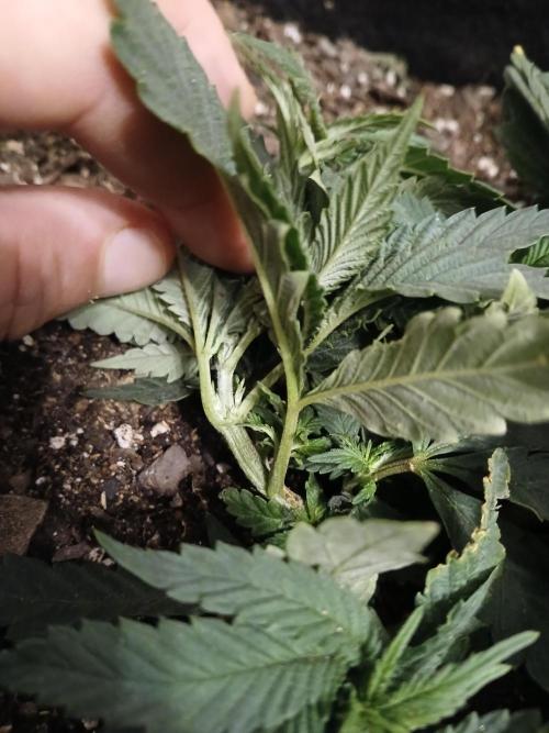 Purple Queen_RSC. Week 5 - Its been twisted 180 degrees, forming a semi circle to give it plenty of light