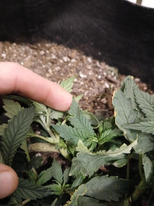 Purple Queen. Week 5
