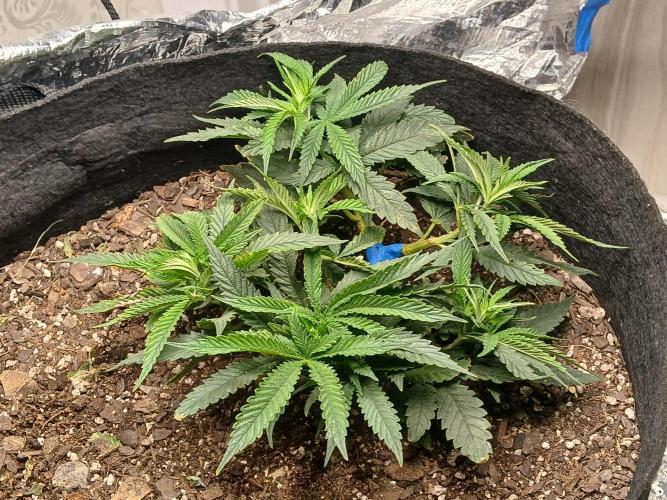 Purple Queen_RSC. Week 6 - Shes going strong