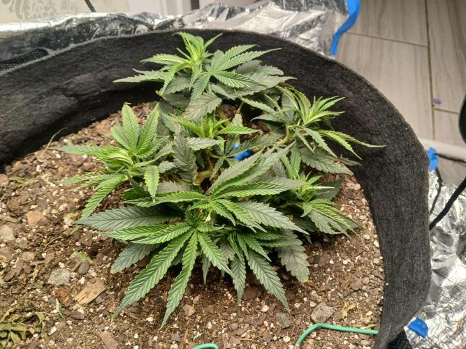 Purple Queen_RSC. Week 6 - Gonna start hitting her with some nutrients next week.