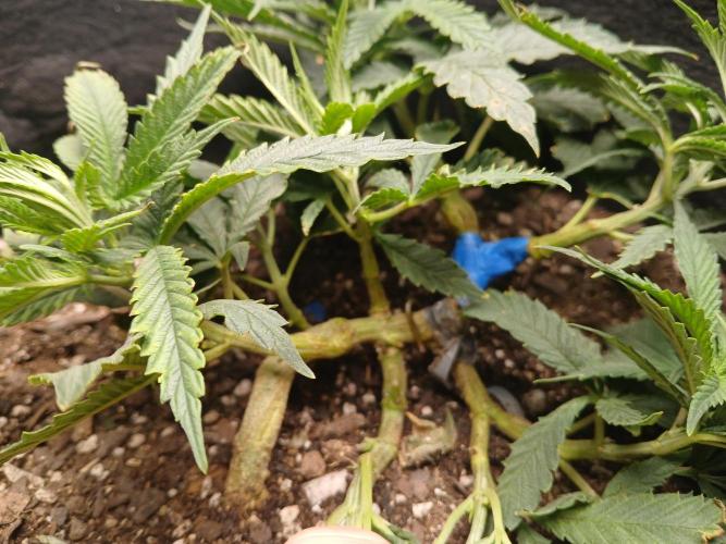 Purple Queen_RSC. Week 6 - 4 main colas, a topped side branch and 3 others makes 9 strong branches