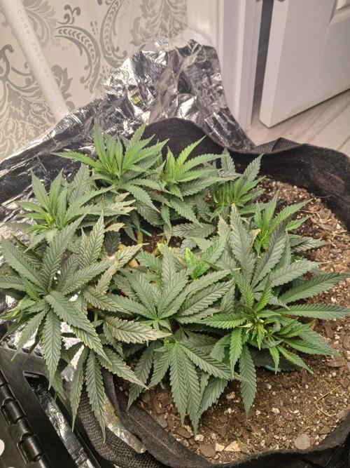 Purple Queen_RSC. Week 9 - Went a little hard on nutes week 8 and a couple fan leaves got nute burn 