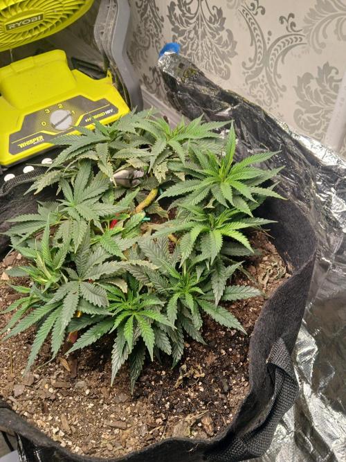 Purple Queen_RSC. Week 9 - Nothing serious that Im concerned about, though.