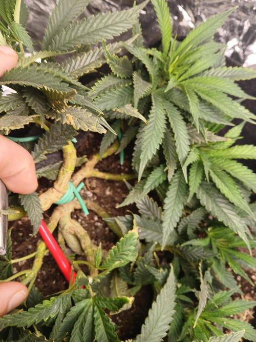 Purple Queen_RSC. Week 9 - She'll bounce back just fine