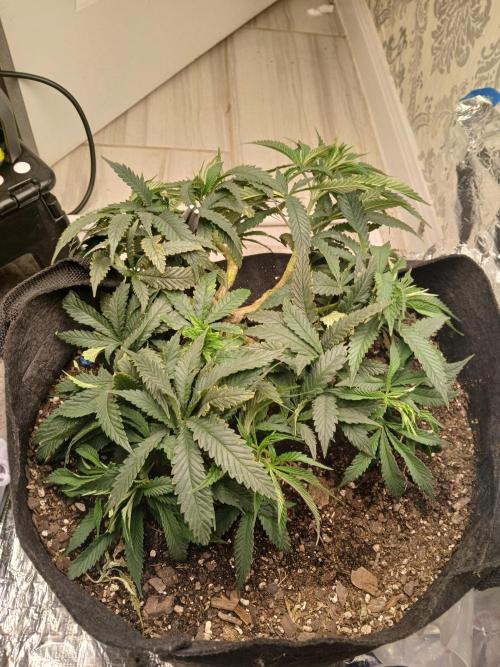 Purple Queen_RSC. Week 9