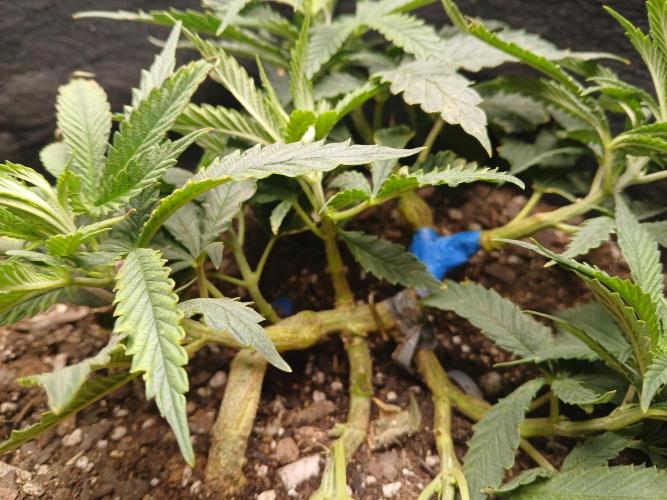Purple Queen_RSC. Week 7 - Nothing too damaging. In fact, itll probably make her stronger 