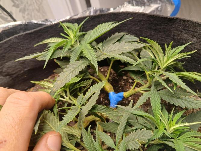 Purple Queen_RSC. Week 7 - Cropped tops are coming along
