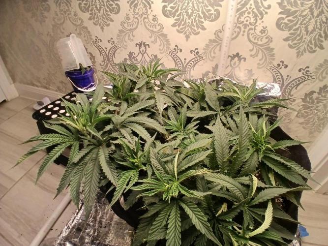 Purple Queen. Week 10