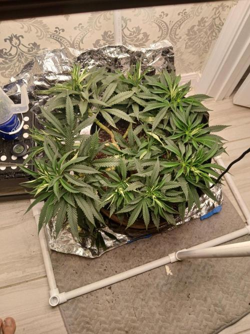 Purple Queen_RSC. Week 11 - Had a busy week and havent paid her mucj attention.