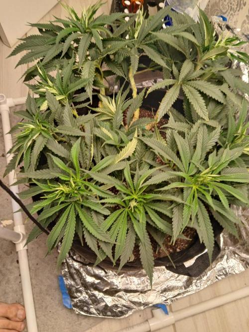 Purple Queen_RSC. Week 11 - Everything looks good, though