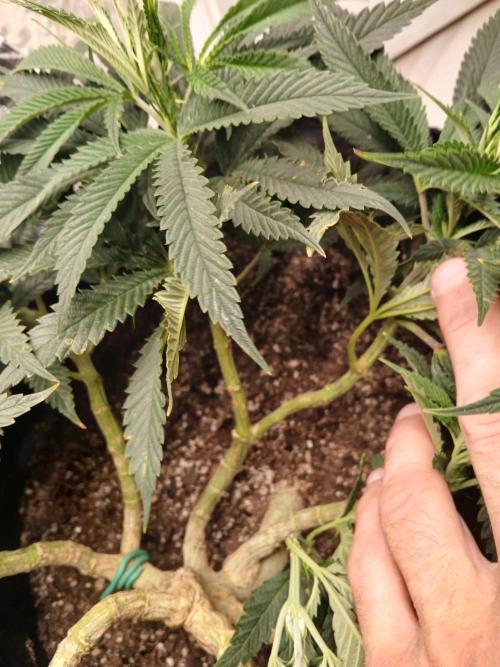 Purple Queen_RSC. Week 11 - Not really satisfied with stem thickness but i know she'll put on more size