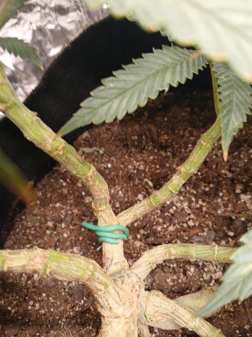 Purple Queen_RSC. Week 11 - Just need to make the switch to flower