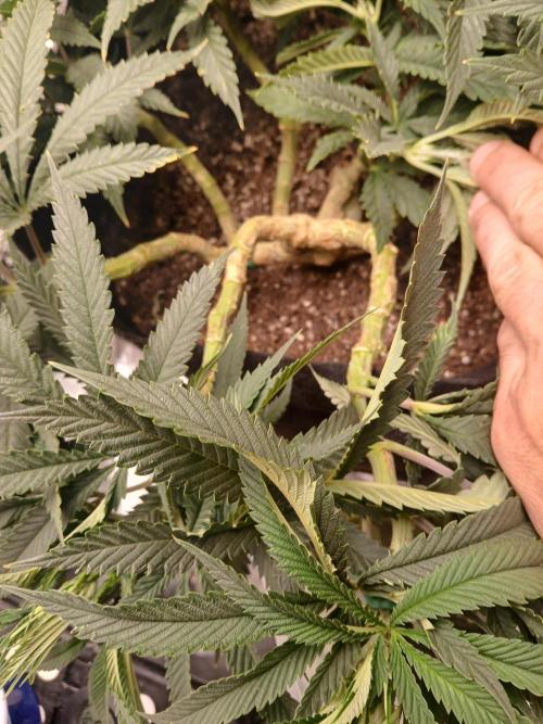 Purple Queen_RSC. Week 11 - Itz Good!!!