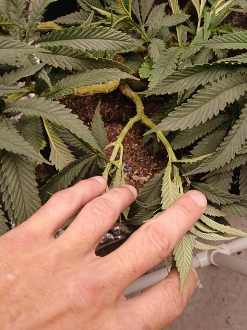 Purple Queen. Week 11