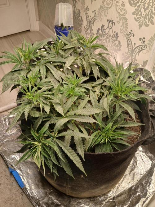 Purple Queen_RSC. Week 10