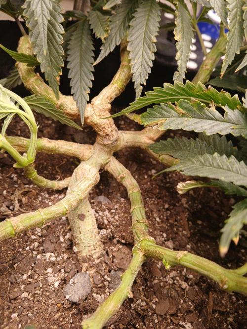 Purple Queen_RSC. Week 10