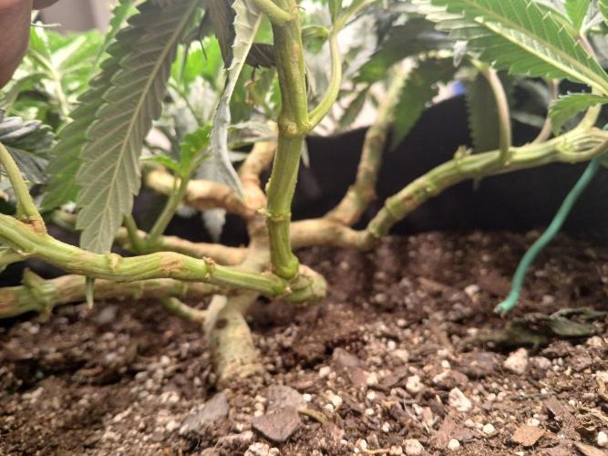Purple Queen. Week 10